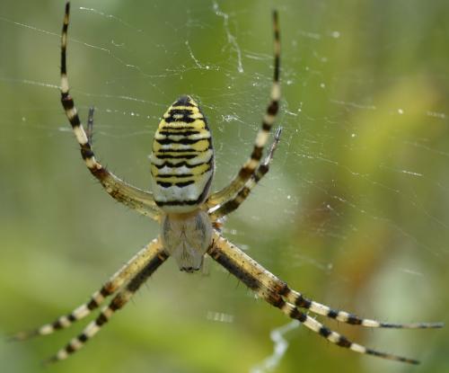 Réf. 215 007 : Argiope bruennichi